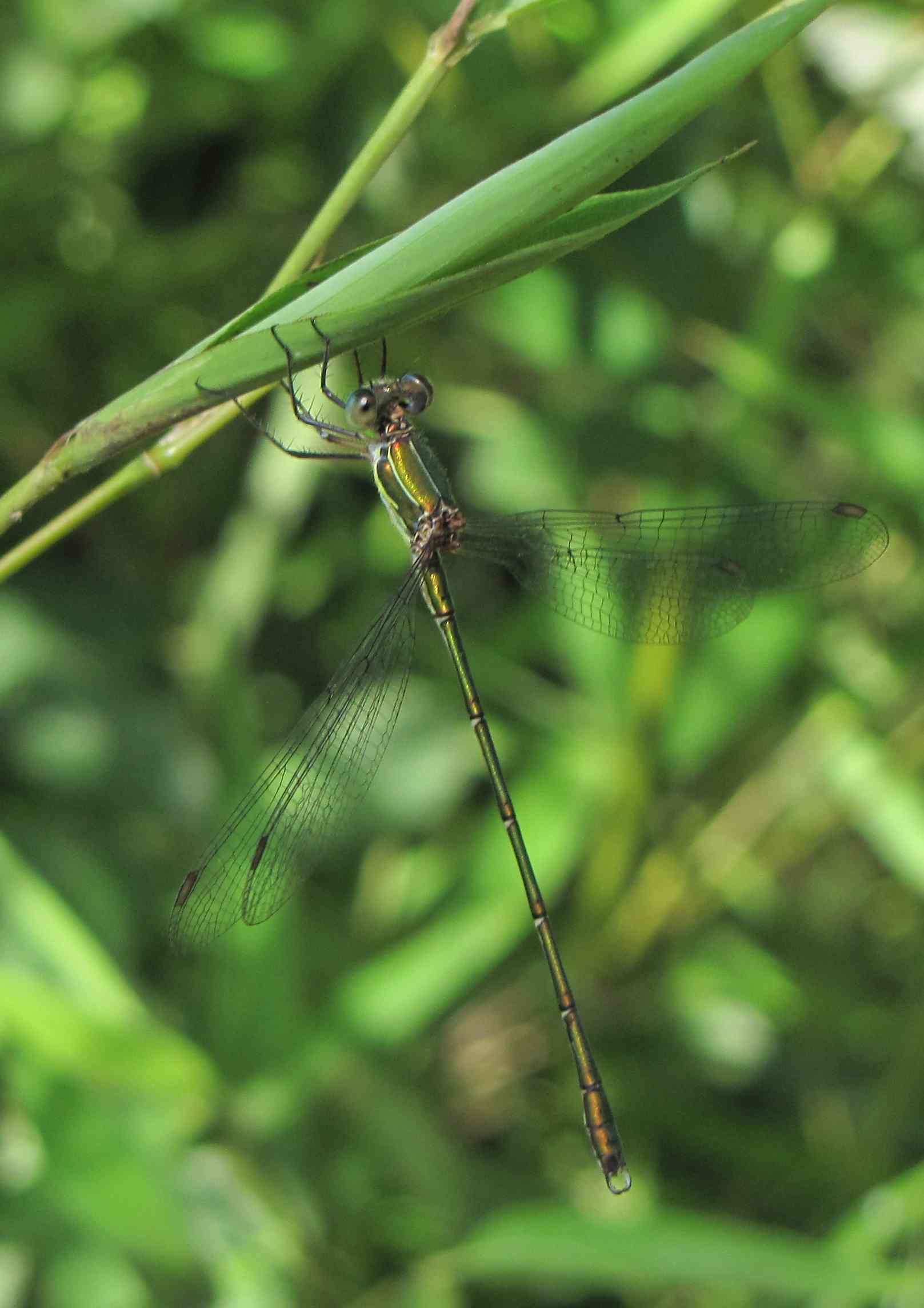 Chalcolestes viridis, maschio